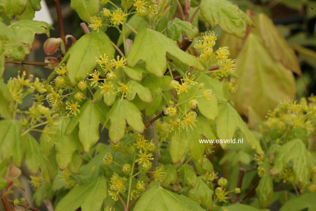 Acer campestre 'Red Noses'