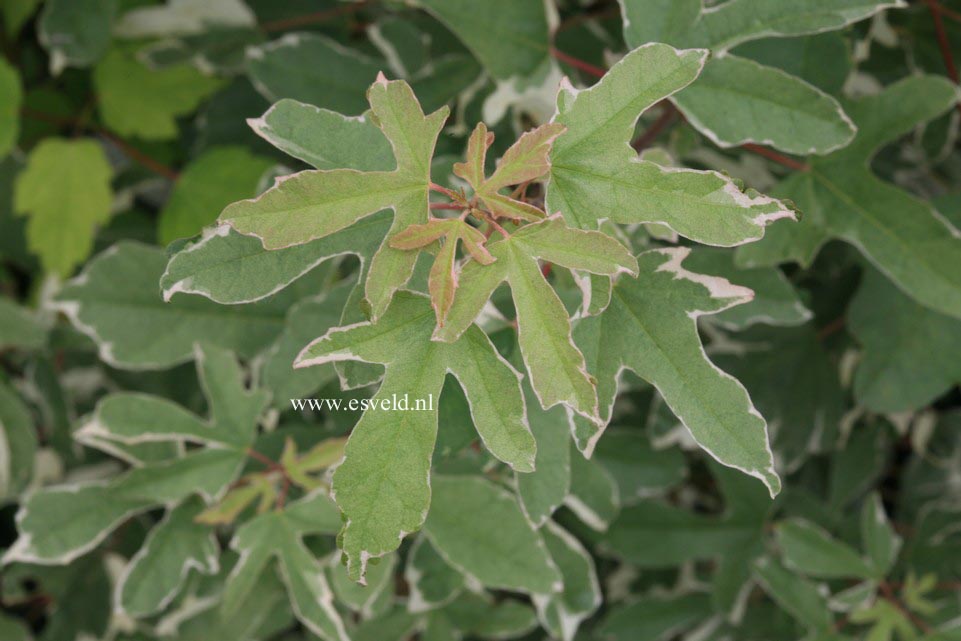 Acer campestre 'Silver Celebration'