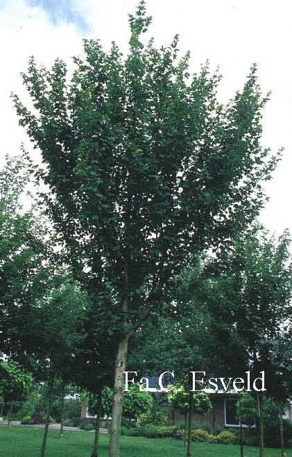 Acer campestre 'Zorgvlied'