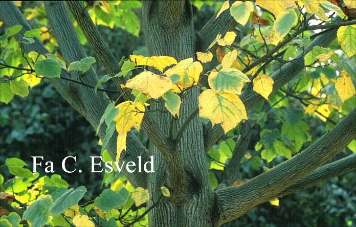 Acer capillipes 'Gimborn'