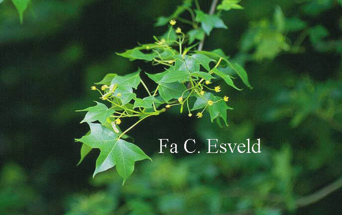 Acer cappadocicum ssp. divergens