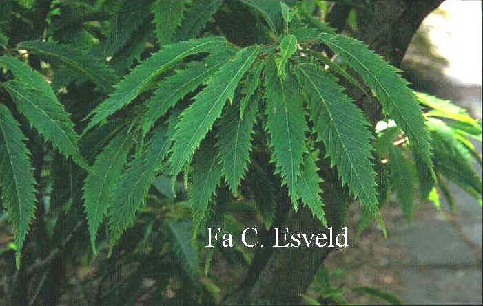 Acer carpinifolium 'Esveld Select'