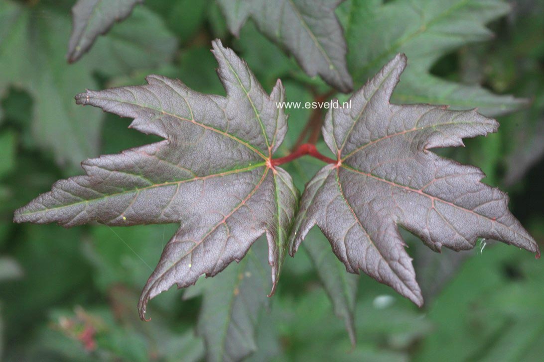 Acer circinatum 'Burgundy Jewel'