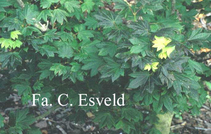 Acer circinatum 'Glen-Del'