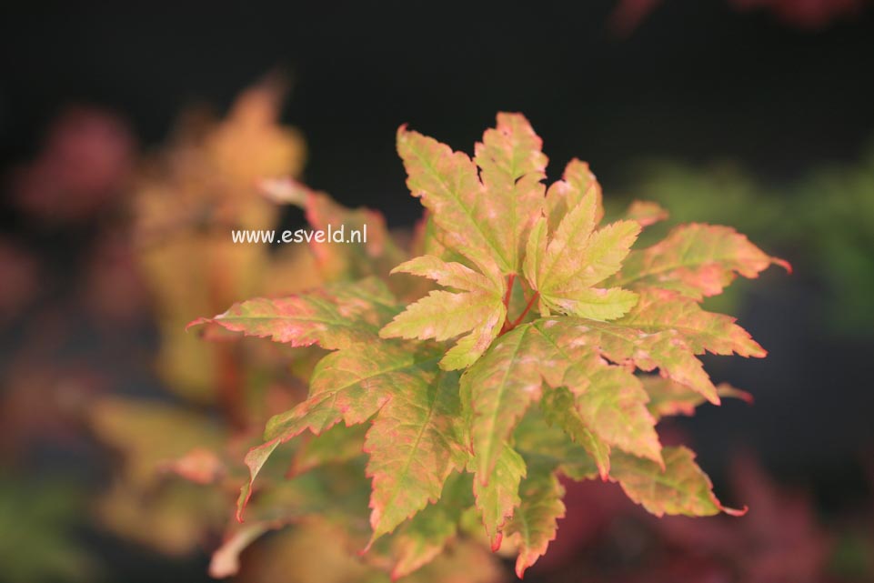 Acer circinatum 'Pacific Fire'