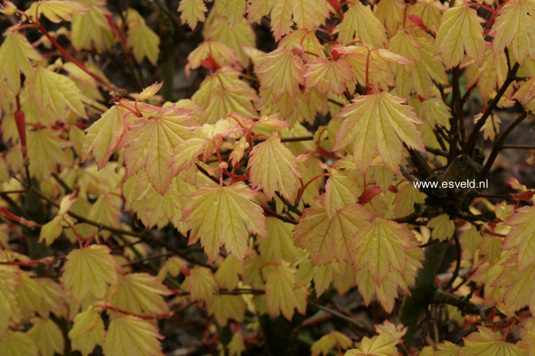Acer circinatum 'Sunny Sister'