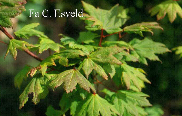 Acer circinatum 'Victoria'