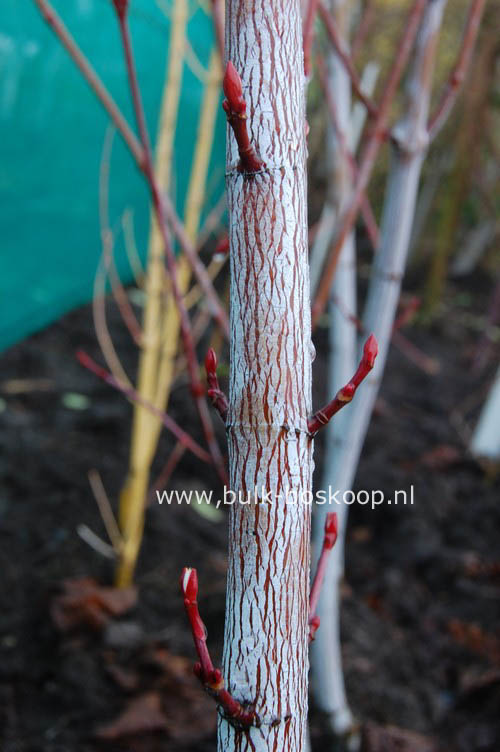 Acer conspicuum 'Candy Stripe'