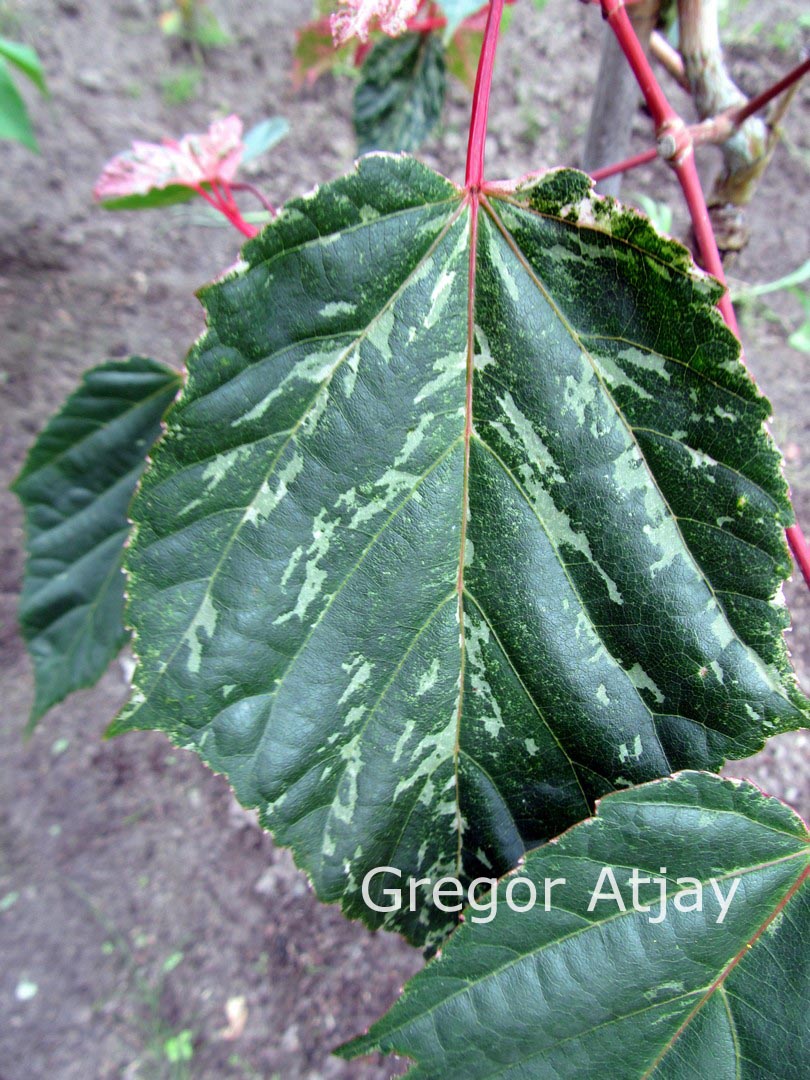 Acer conspicuum 'Red Flamingo'