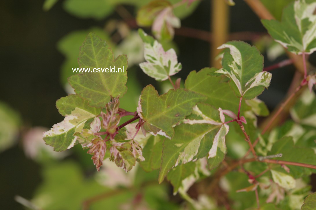 Acer crataegifolium 'Veitchii'