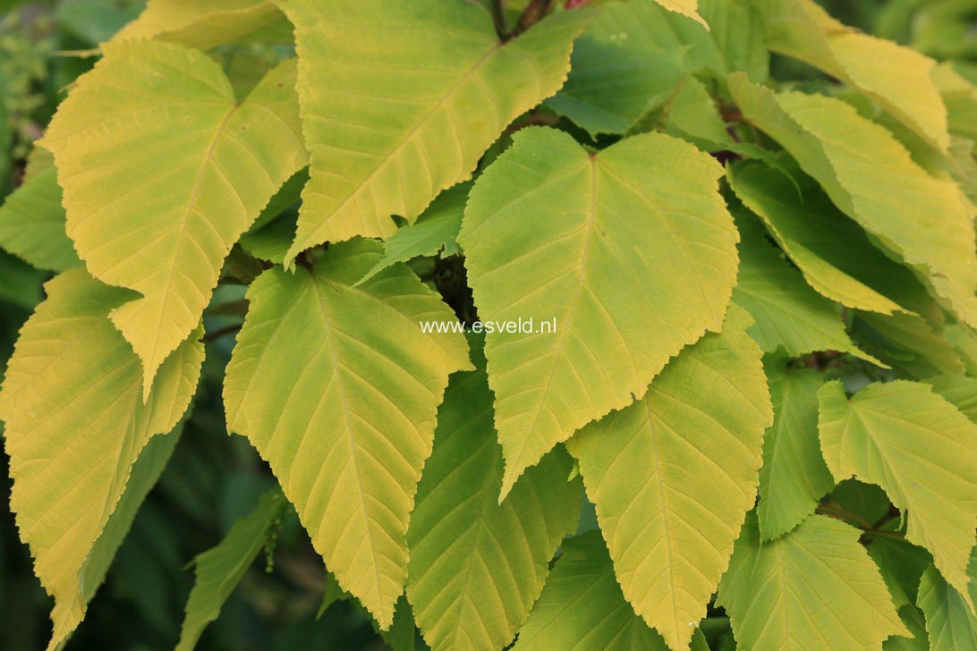 Acer davidii 'Golden Increase'