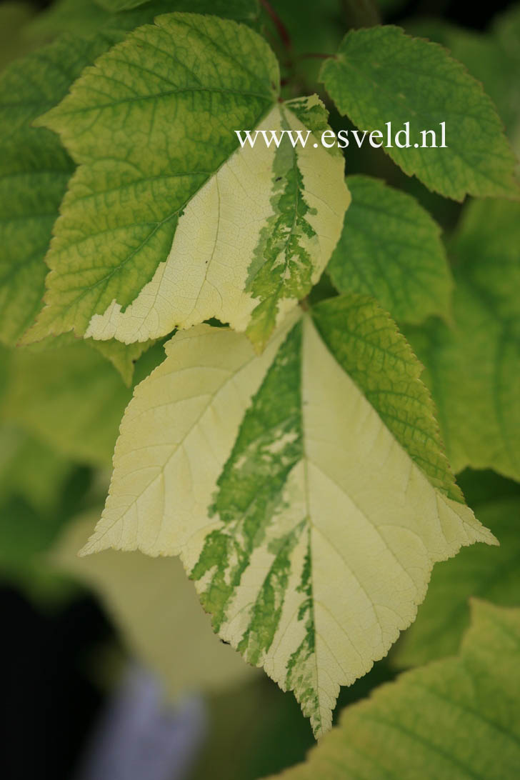 Acer davidii 'Hansu-suru'