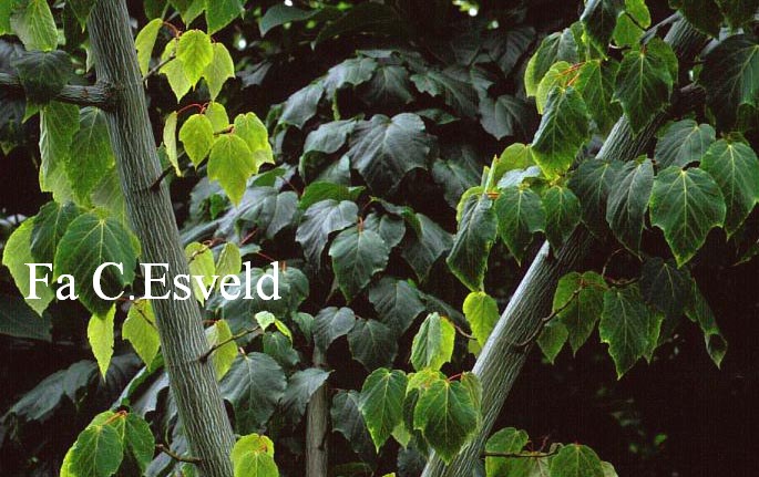 Acer davidii 'Horizontale'