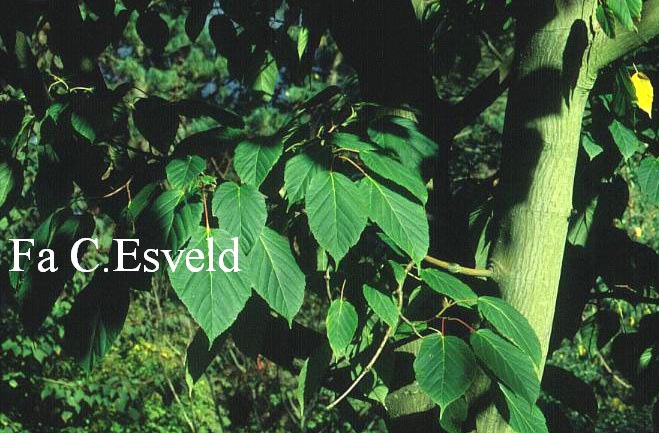 Acer davidii 'Robin Herbert'