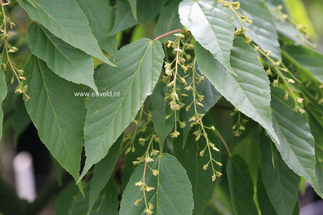 Acer davidii 'Rosalie'