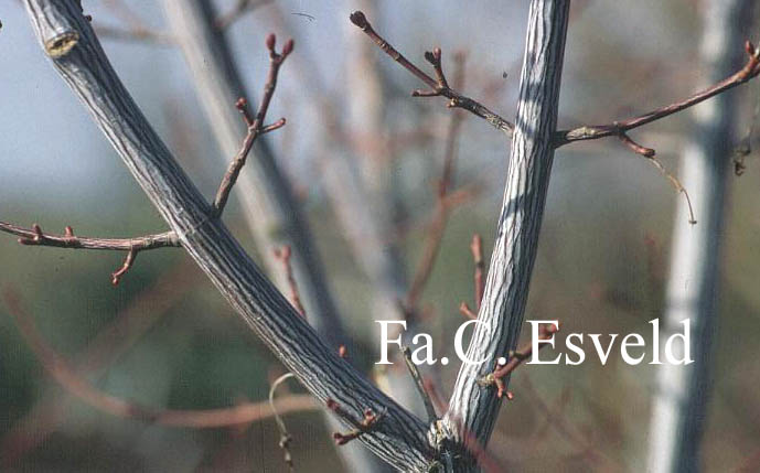 Acer davidii 'Serpentine'