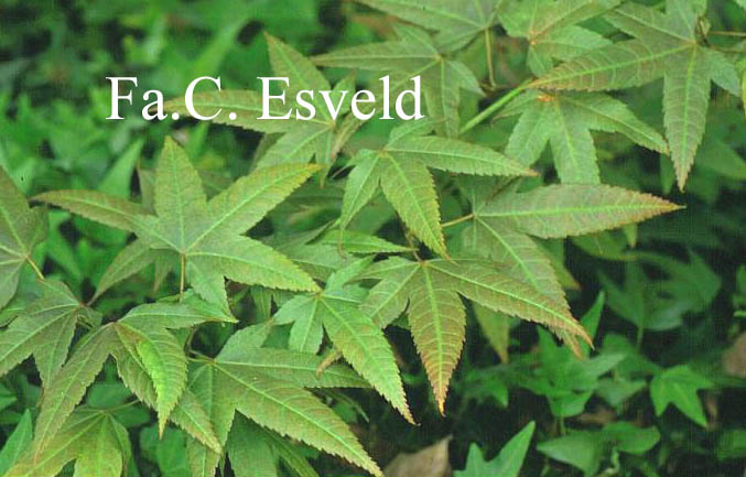 Acer elegantulum