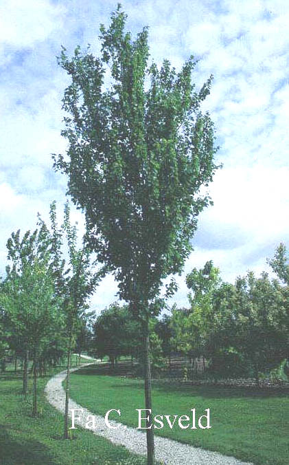 Acer freemanii 'Armstrong'