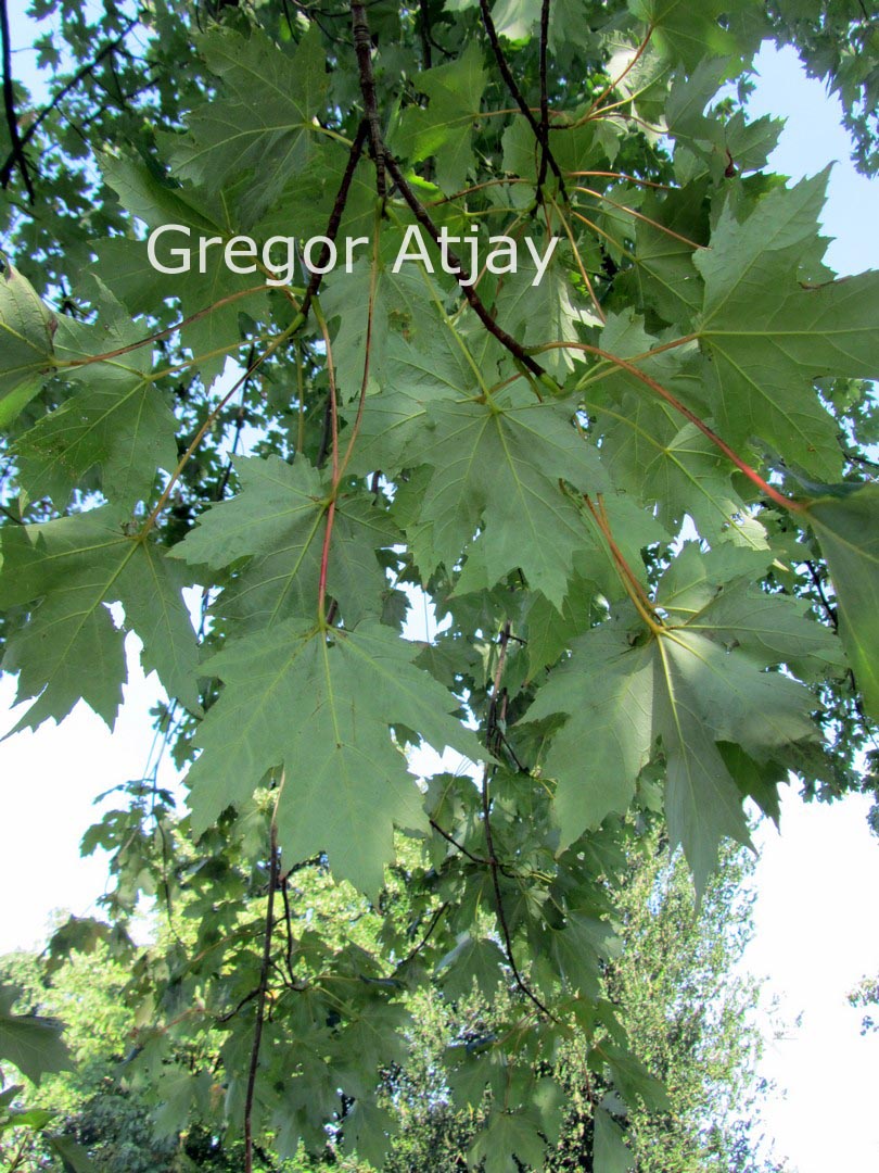 Acer freemanii 'Elegant'