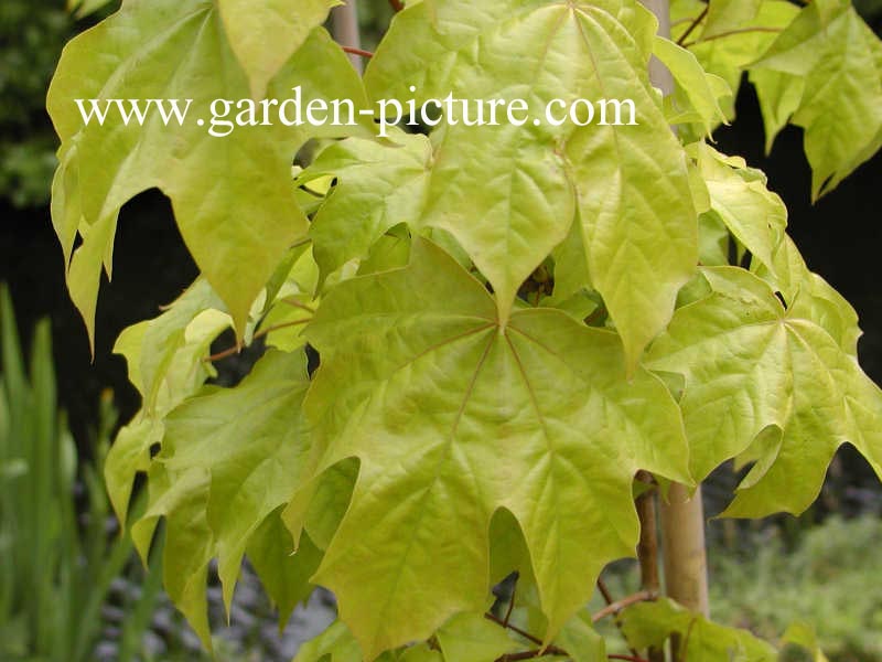 Acer hillieri 'Summergold'