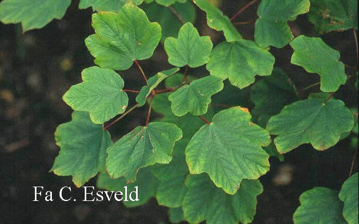 Acer hybridum