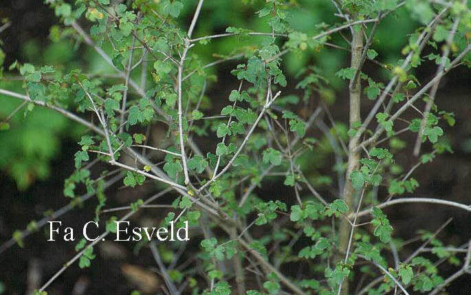 Acer hyrcanum ssp. reginae-amaliae