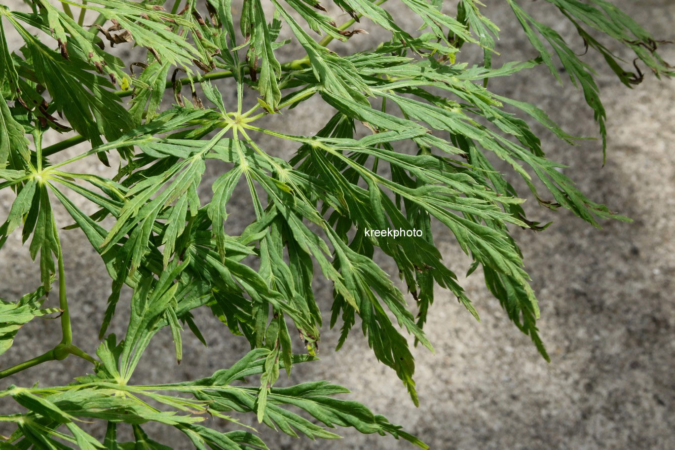 Acer japonicum 'Ao-jutan'