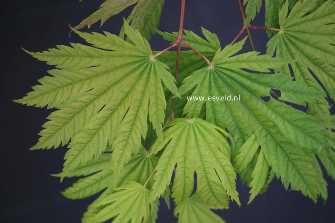 Acer japonicum 'Elmswood's'