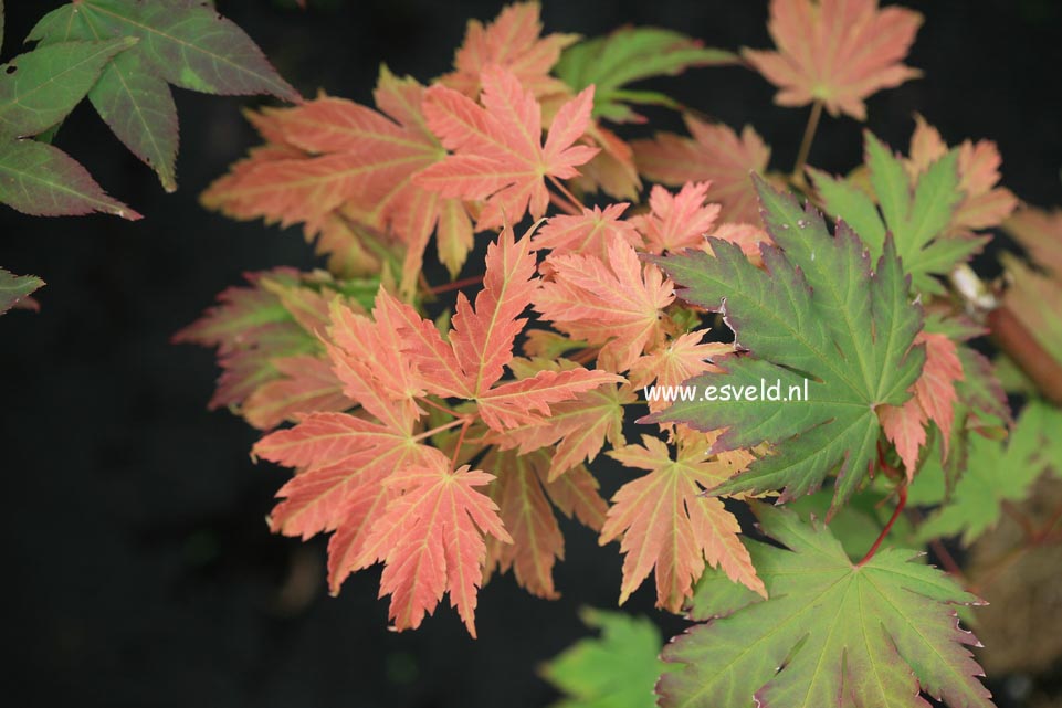 Acer japonicum 'Emmett's Pumpkin'