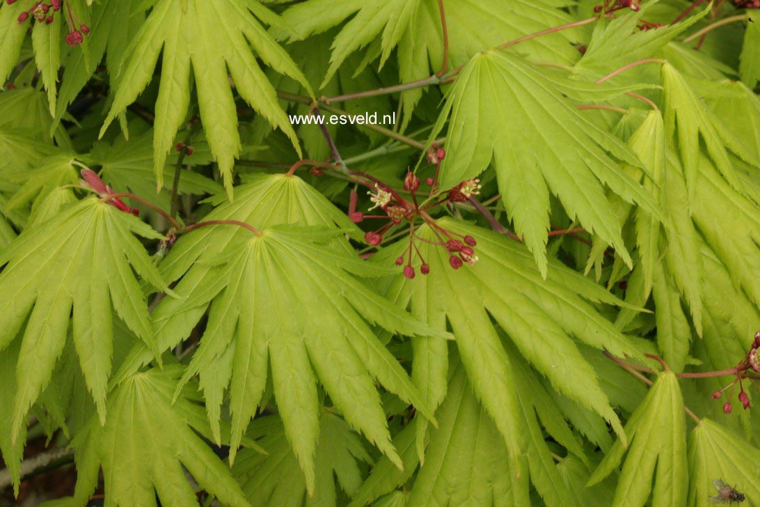Acer japonicum 'Kalmthout'