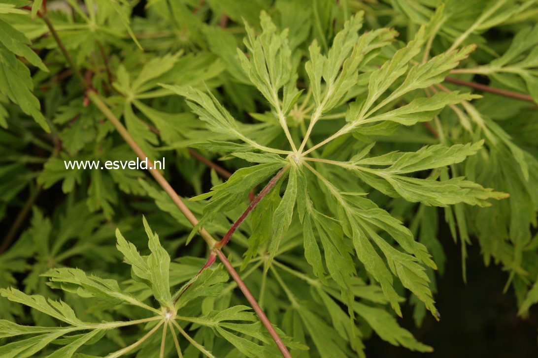 Acer japonicum 'King's Copse'