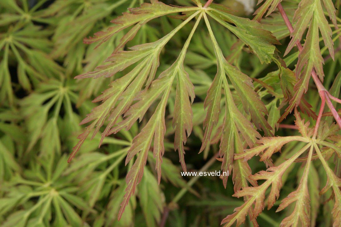 Acer japonicum 'Kujaku-bato'