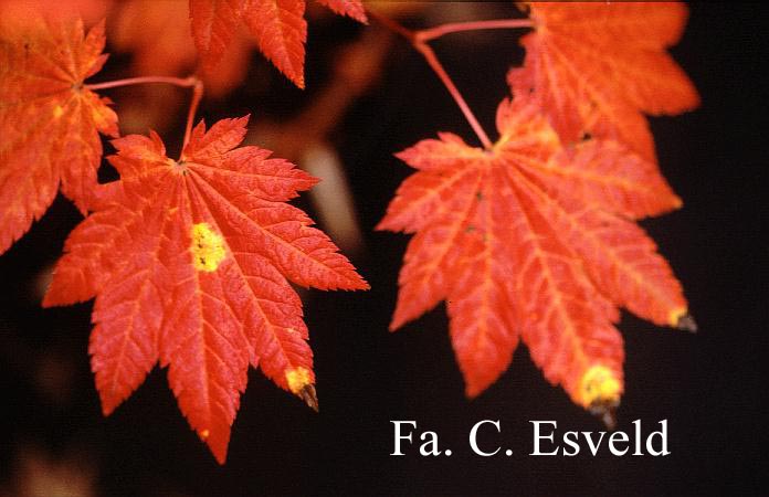 Acer japonicum 'Ōgi-no-sen'