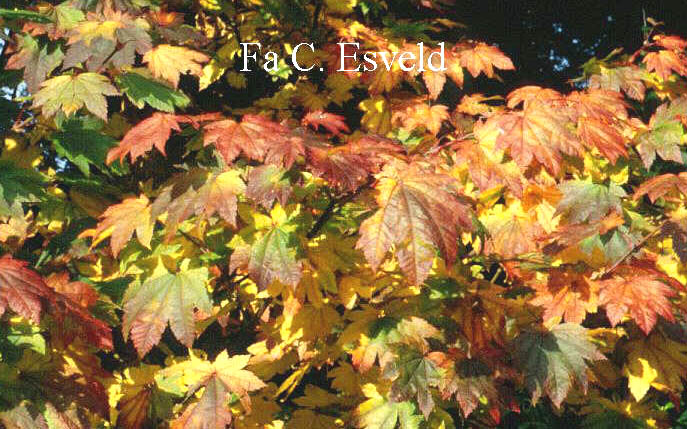 Acer japonicum 'Ōtaki'