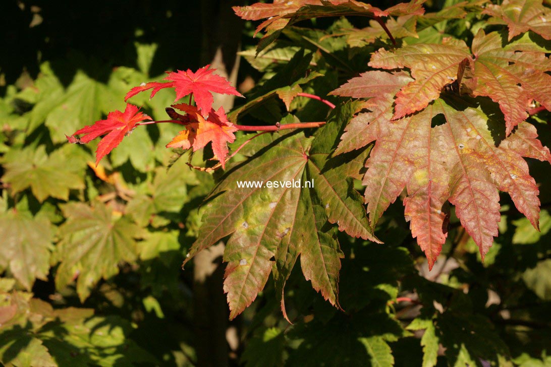 Acer japonicum 'Taki no gawa'