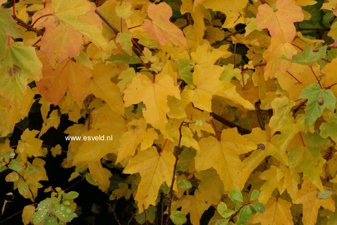 Acer miyabei