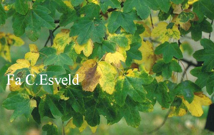 Acer monspessulanum ibericum