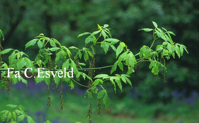 Acer negundo 'Dr. Herskalt'