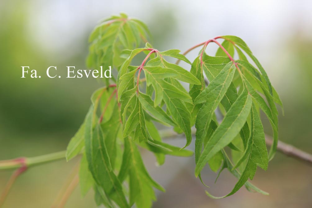 Acer negundo 'Tadeusz Szymanowski'