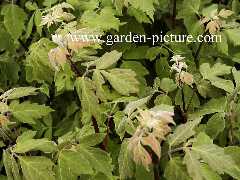 Acer negundo ssp. californicum