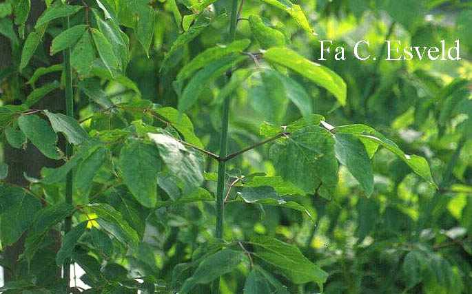 Acer negundo violaceum