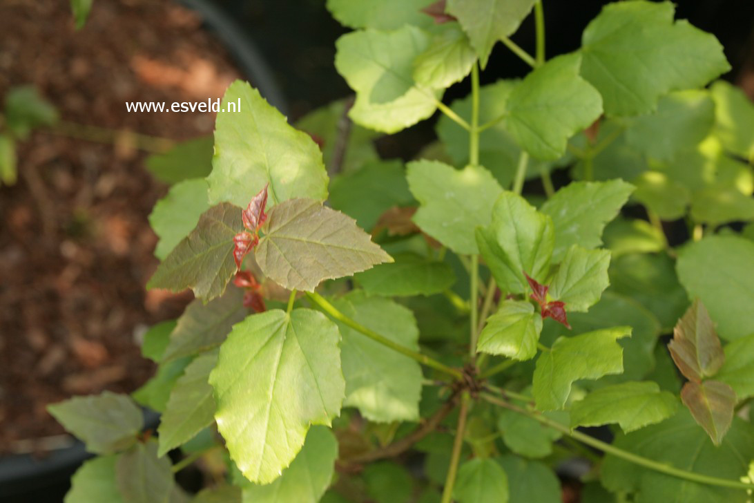Acer obtusifolium
