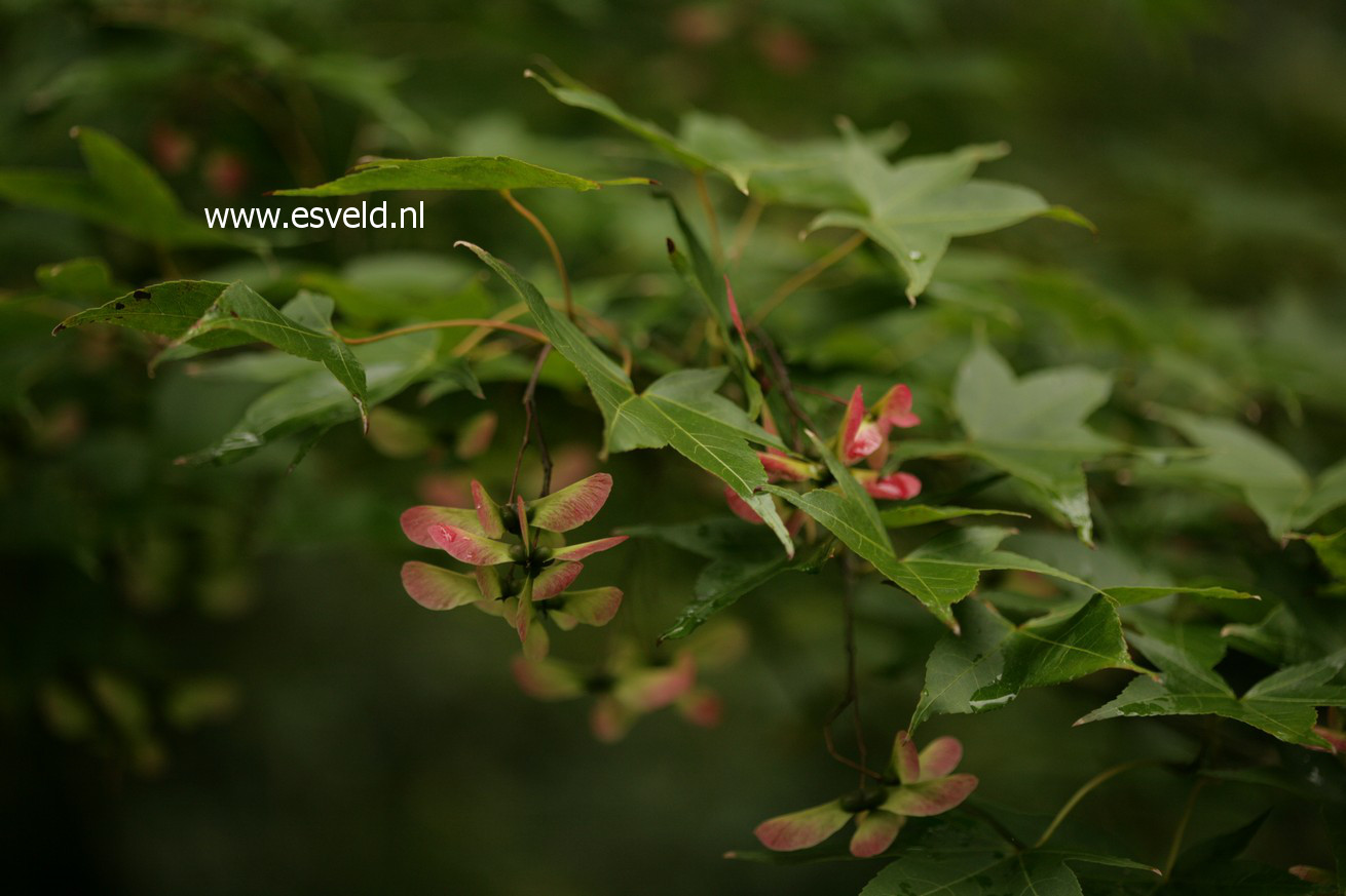 Acer oliverianum