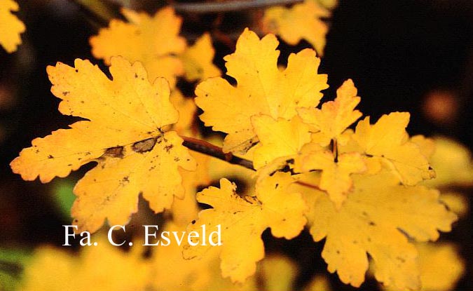 Acer opalus ssp. hispanicum