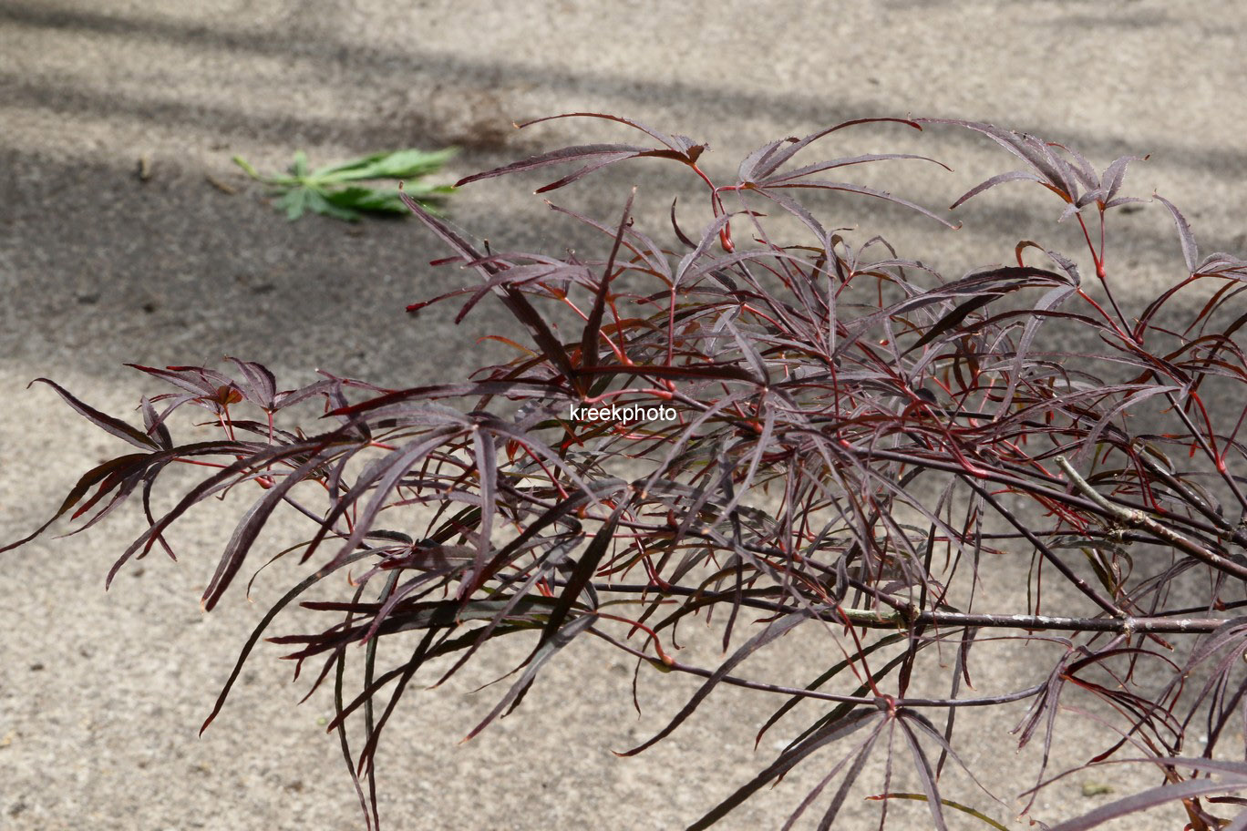 Acer palmatum 'Aekan-Les'