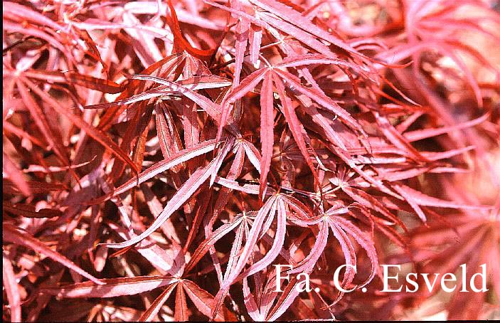 Acer palmatum 'Aka-shichigosan'