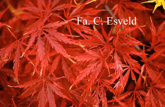 Acer palmatum 'Aka-shidare'