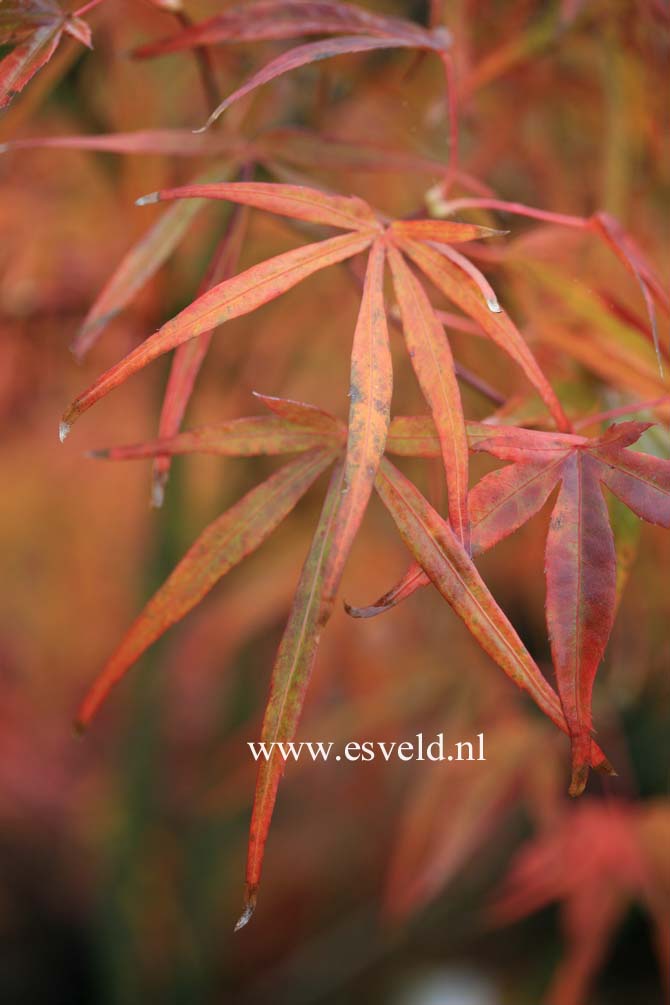 Acer palmatum 'Aka-shime-no-uchi'