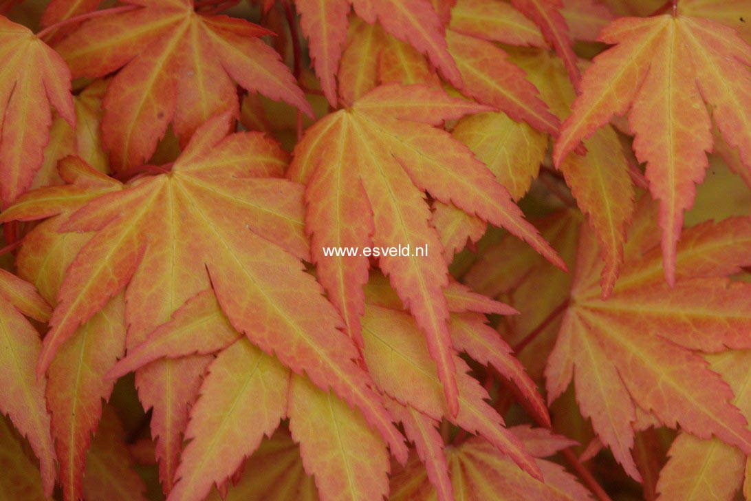 Acer palmatum 'Akane'