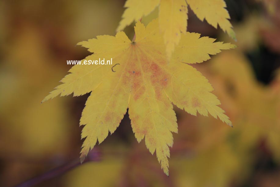 Acer palmatum 'Aki-tsuma-gaki'